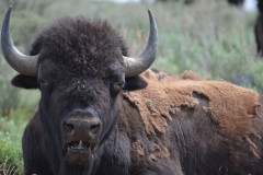 Bison-bull