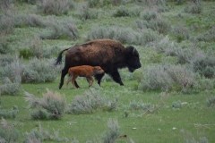 Bison-calf