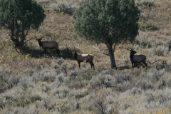 Elk-trees