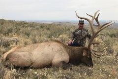 330-bull-elk