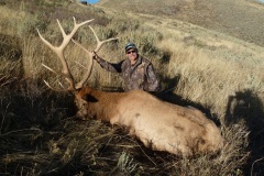 335-bull-elk-or