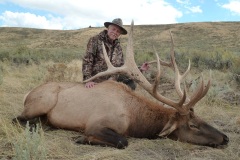 352-bull-elk-or