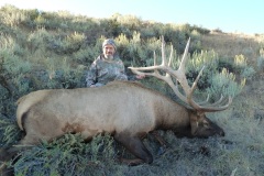 364-bull-elk-or