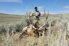 445-bull-elk-or