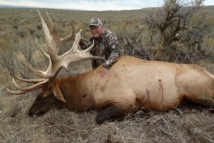 417-bull-elk-or