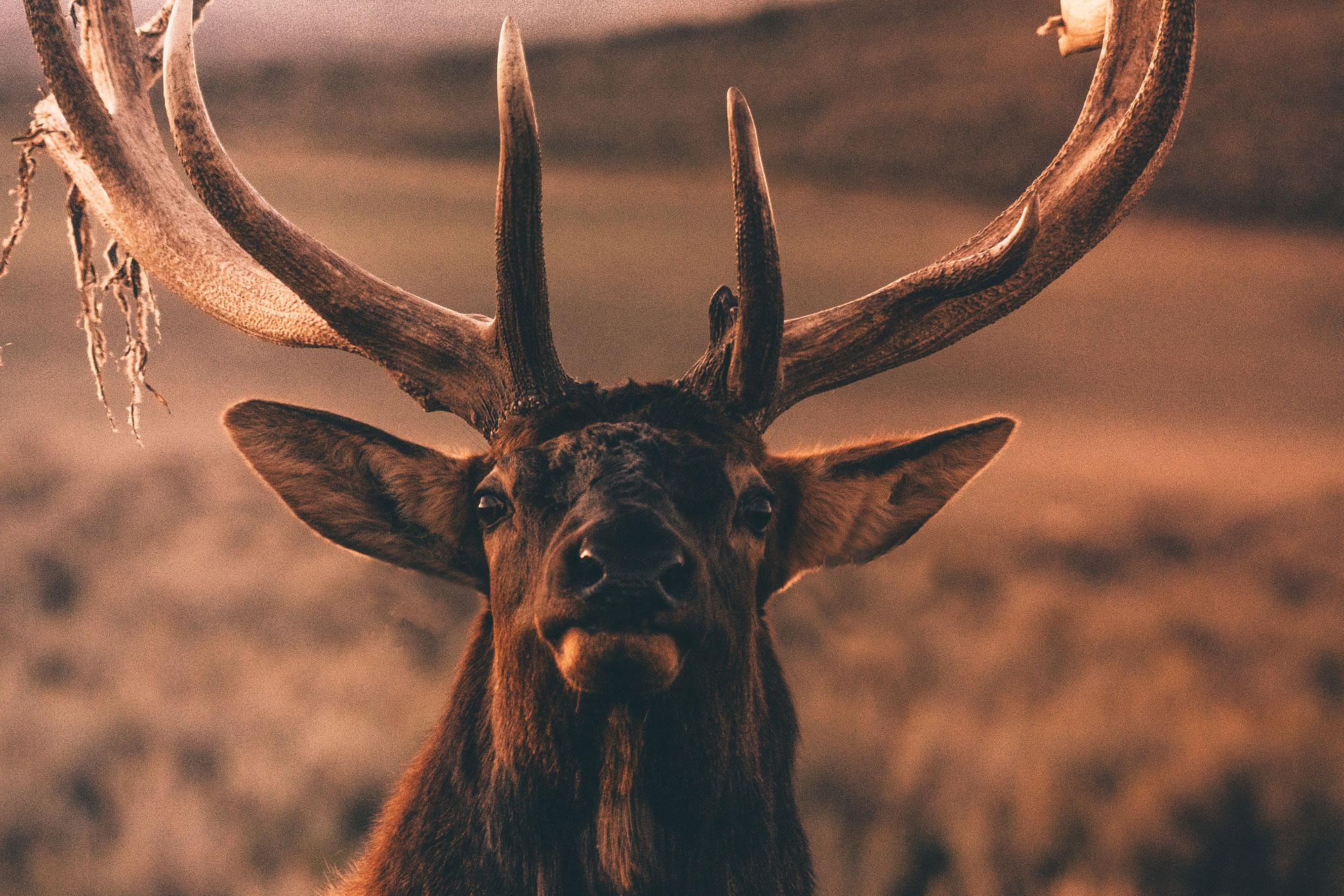 Monster Bull Elk The Hunt of a Lifetime