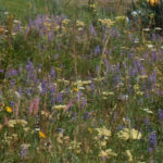 Wildflowers at Juniper Mountain Ranch.