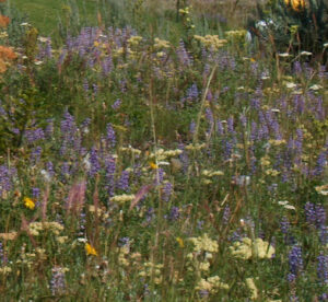 Wildflowers at Juniper Mountain Ranch.