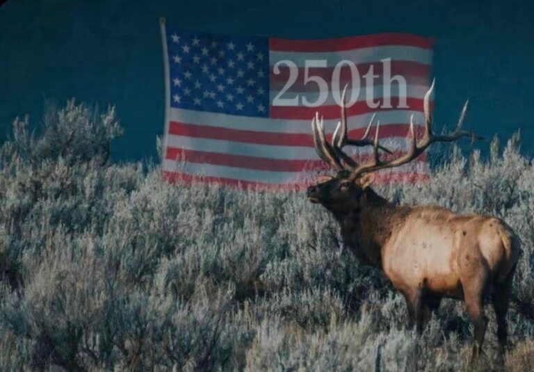 Special price on bull elk hunt for all VETERANS